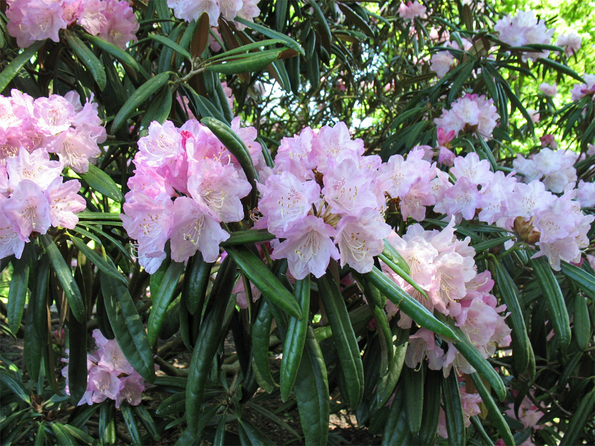 Image of Rhododendron makinoi specimen.