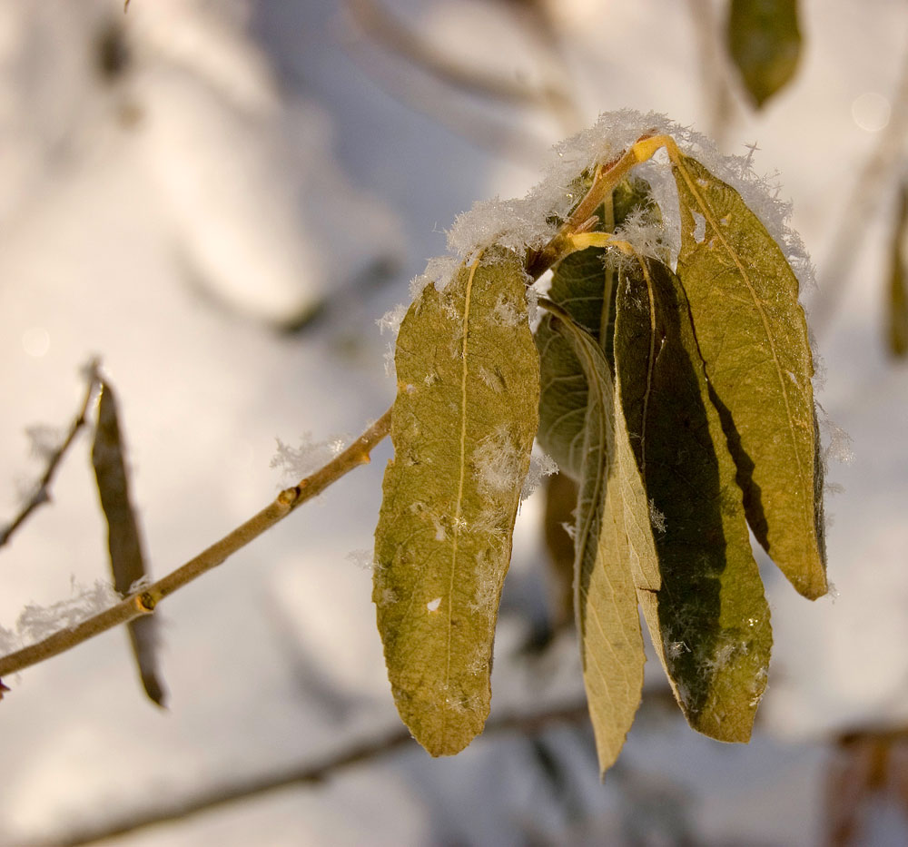 Image of Salix cinerea specimen.