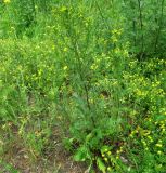 Senecio jacobaea
