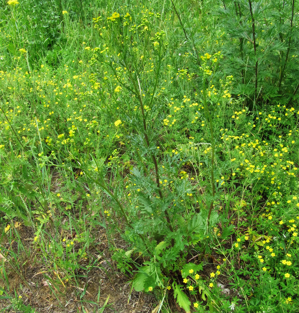 Изображение особи Senecio jacobaea.