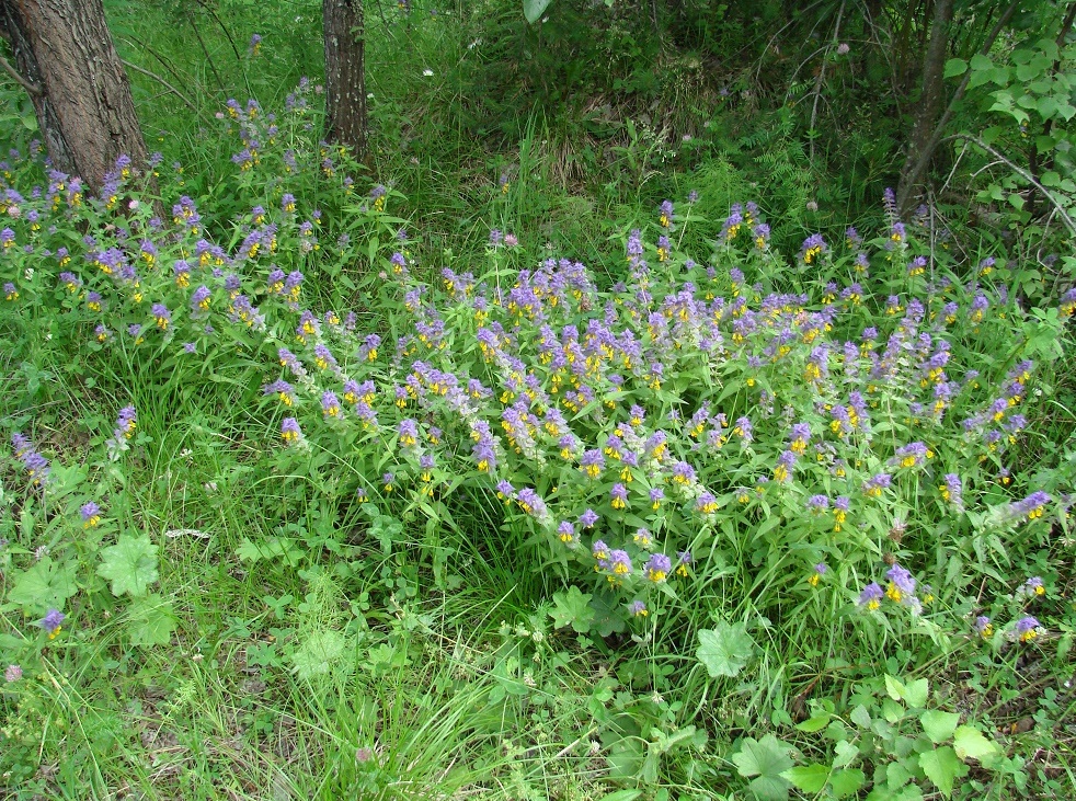 Изображение особи Melampyrum nemorosum.