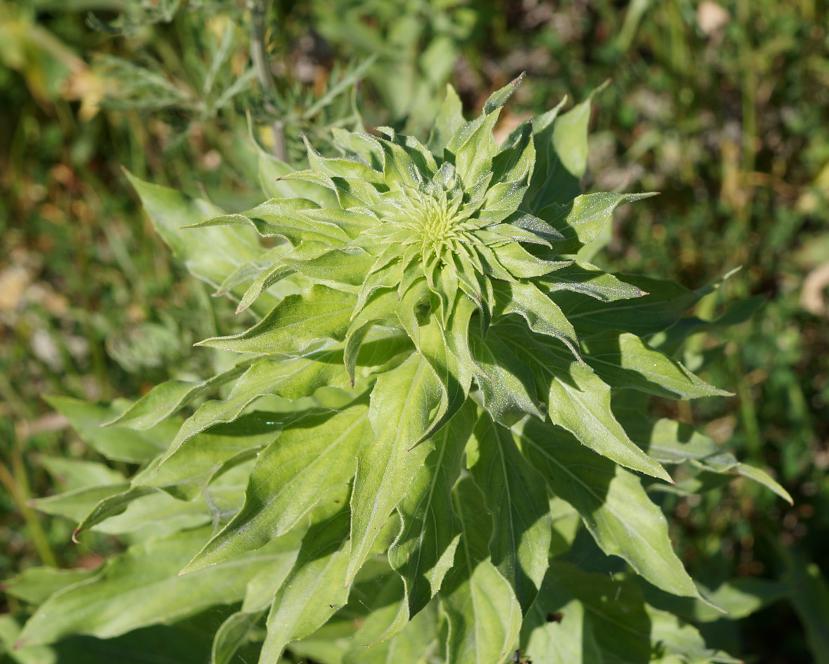 Изображение особи Oenothera villosa.