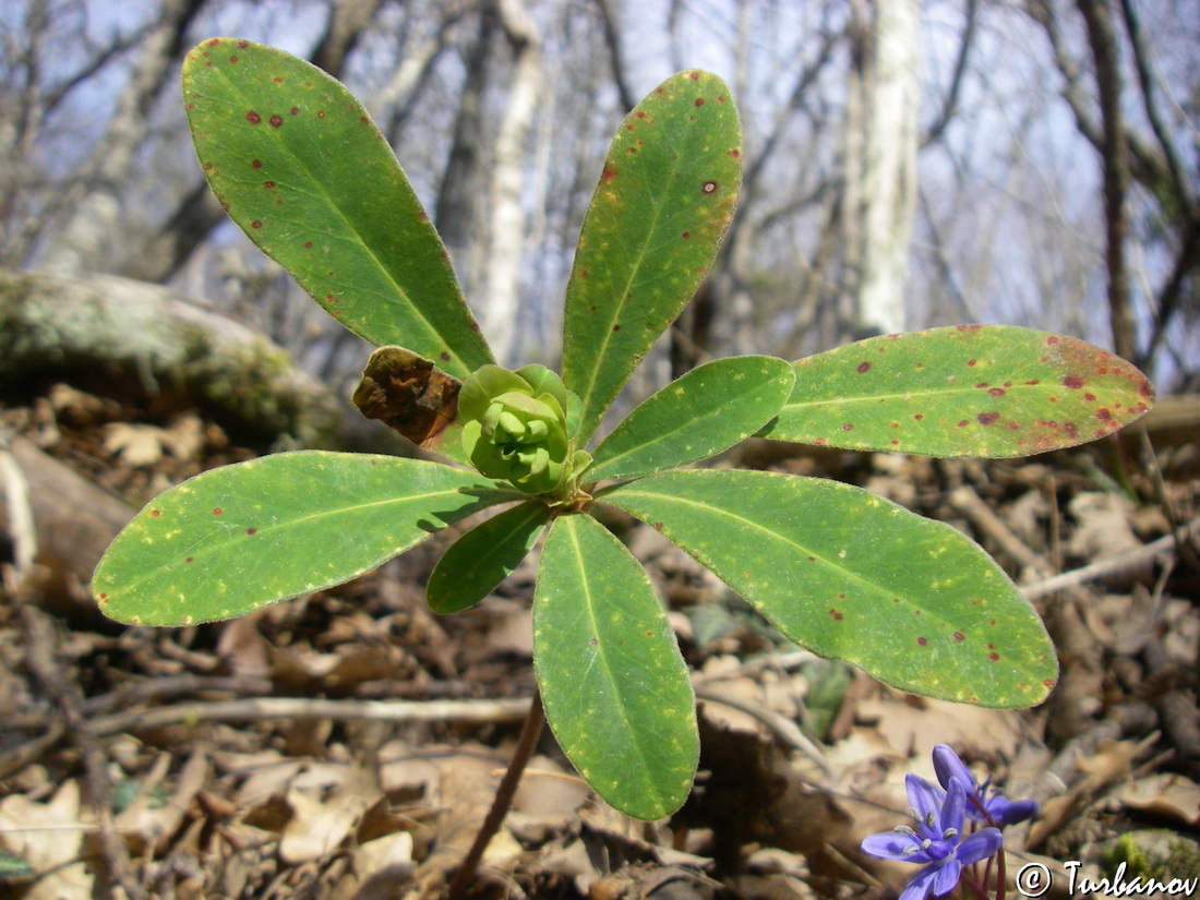 Изображение особи Euphorbia amygdaloides.