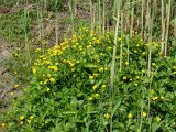 Ranunculus repens