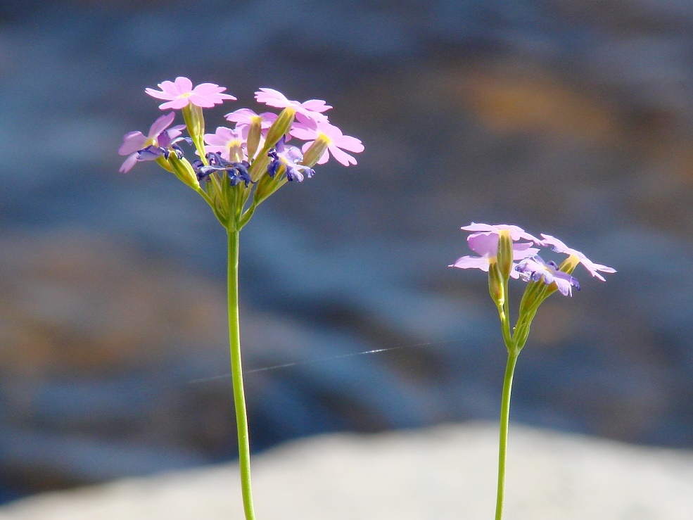 Изображение особи Primula serrata.