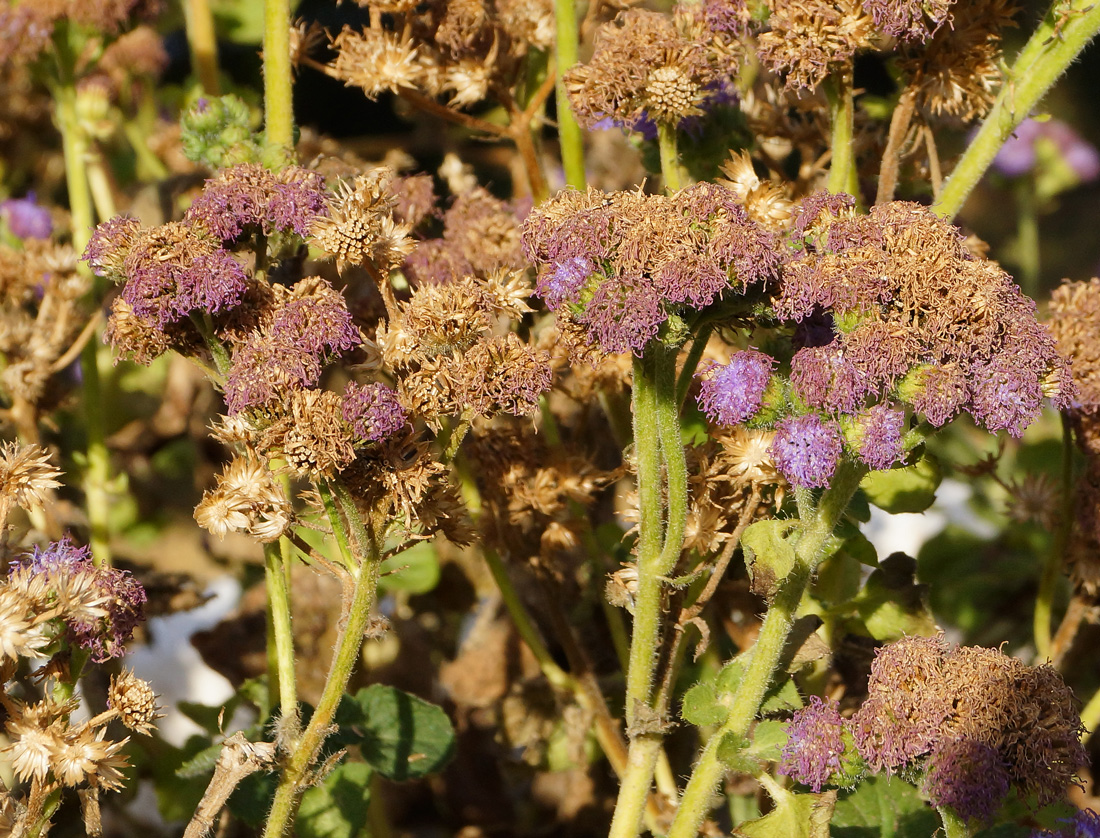 Изображение особи Ageratum houstonianum.