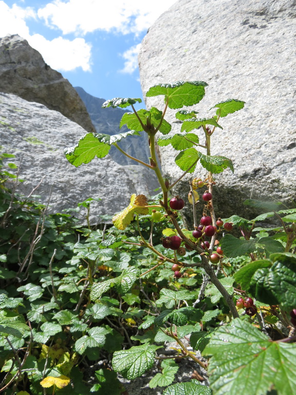 Image of Ribes graveolens specimen.