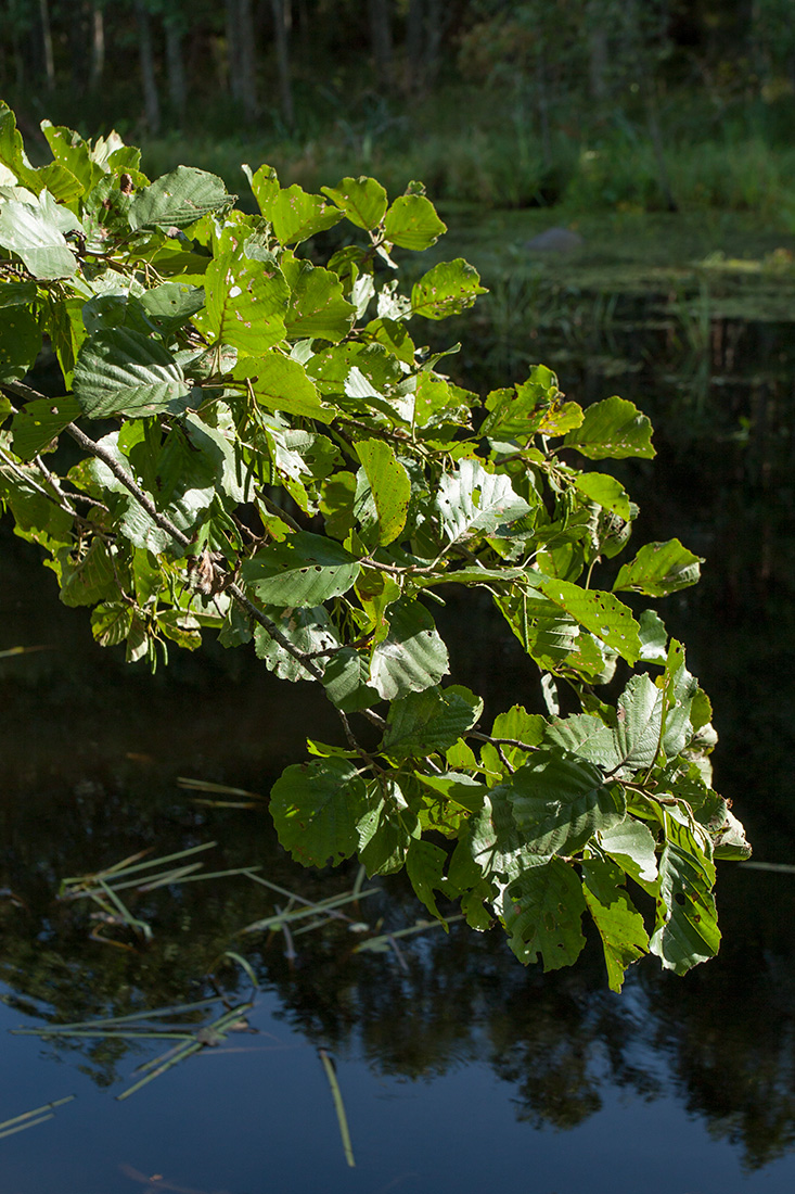 Изображение особи Alnus glutinosa.