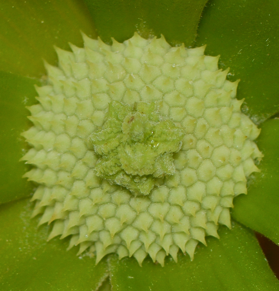 Image of Cananga odorata specimen.