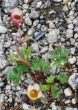 Beckwithia glacialis. Цветущее растение. Каменная россыпь, Хибины, 19.07.2008.