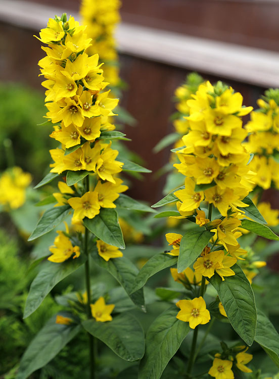 Image of Lysimachia punctata specimen.