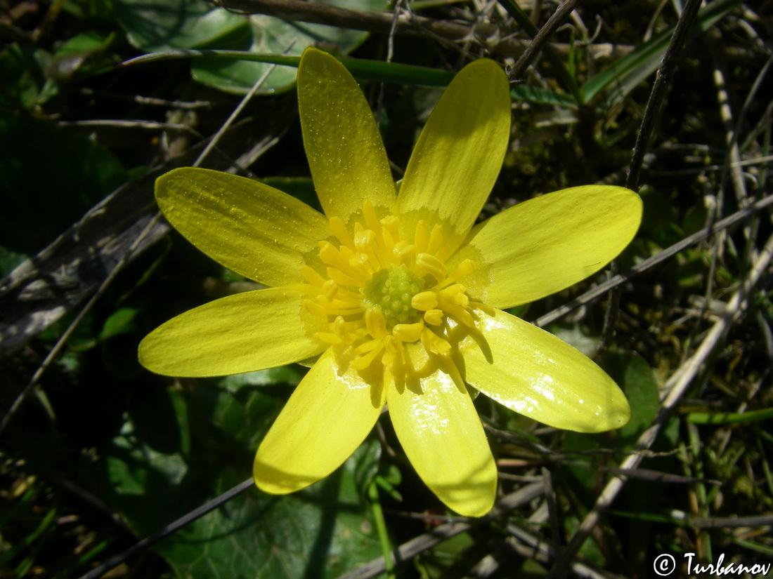 Изображение особи Ficaria calthifolia.