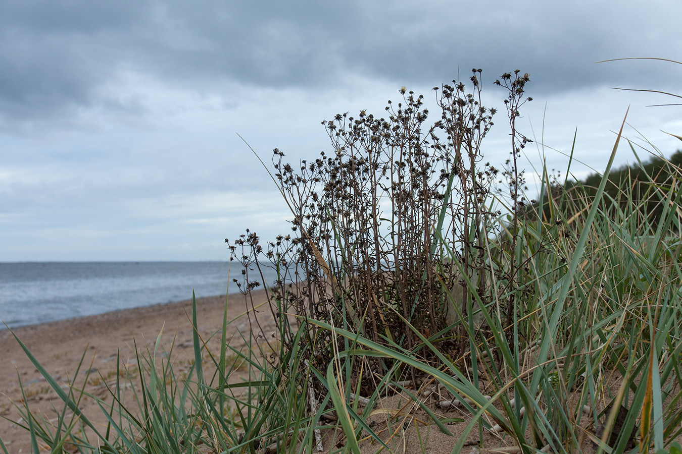 Image of Hieracium umbellatum var. dunale specimen.