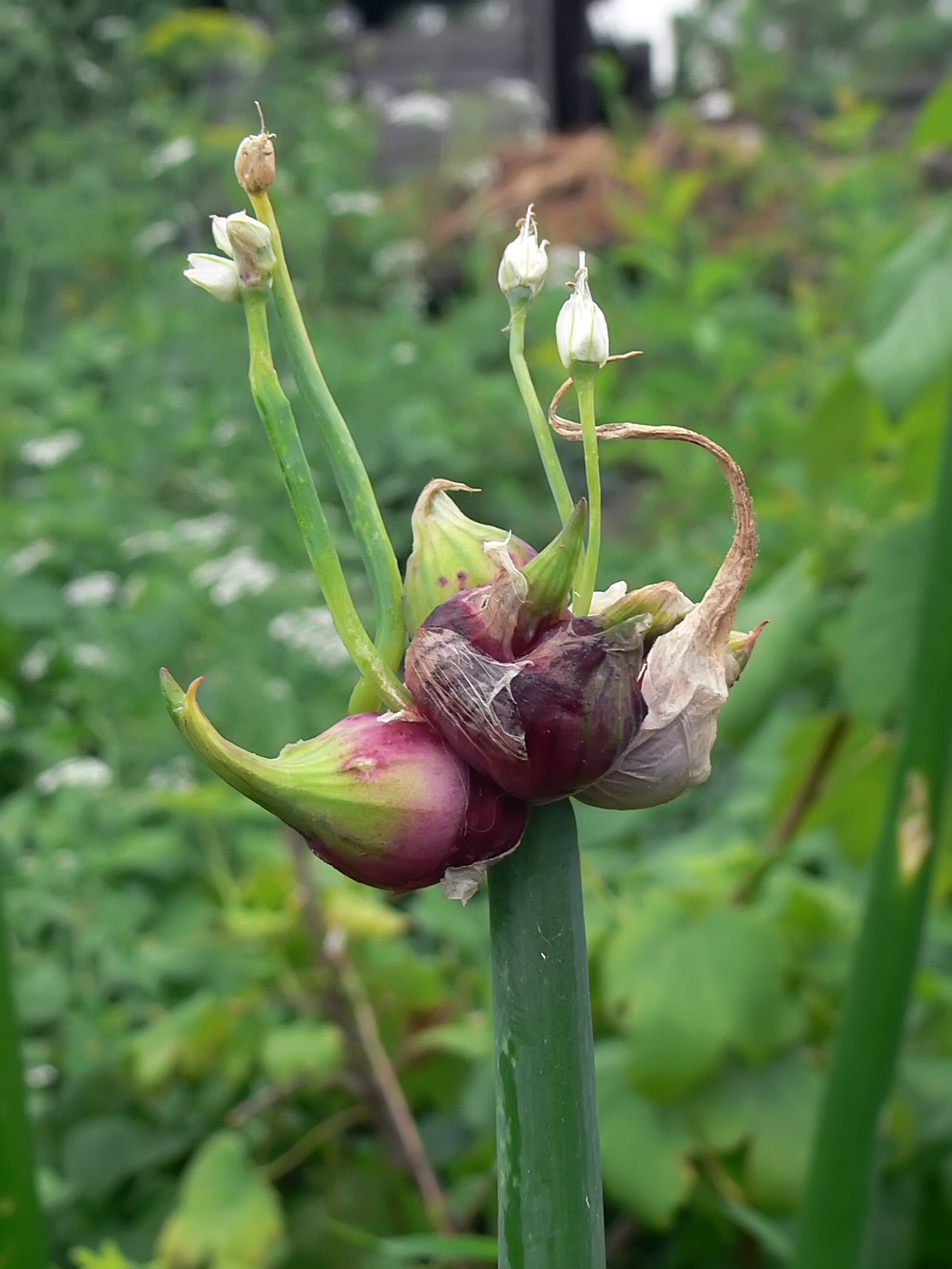 Image of Allium × proliferum specimen.
