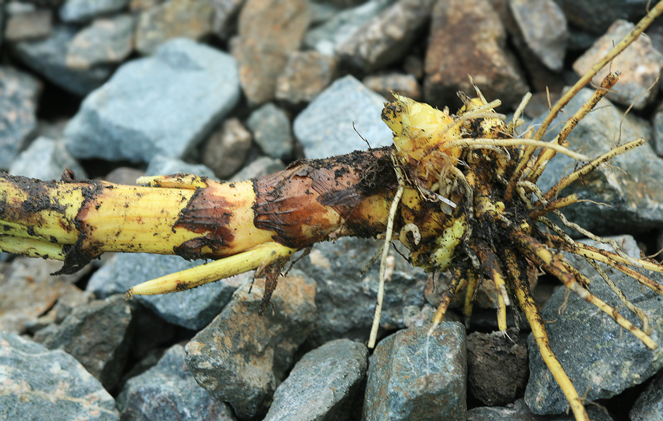 Image of Thalictrum ussuriense specimen.