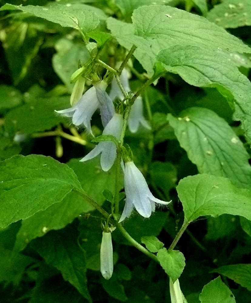 Image of Campanula repens specimen.