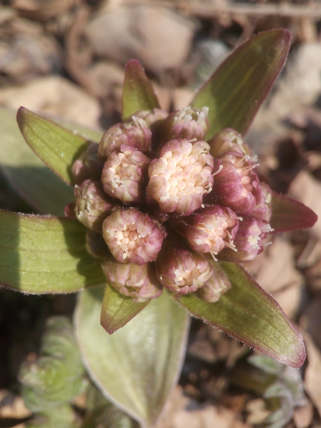 Image of Petasites tatewakianus specimen.