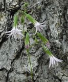 Perezia prenanthoides