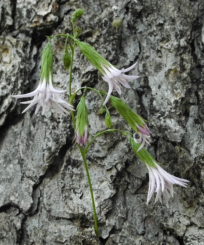 Image of Perezia prenanthoides specimen.