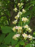 Aesculus hippocastanum. Соцветие и листья. Грузия, г. Тбилиси, Центральный ботанический сад АН Грузии. 23.04.2017.