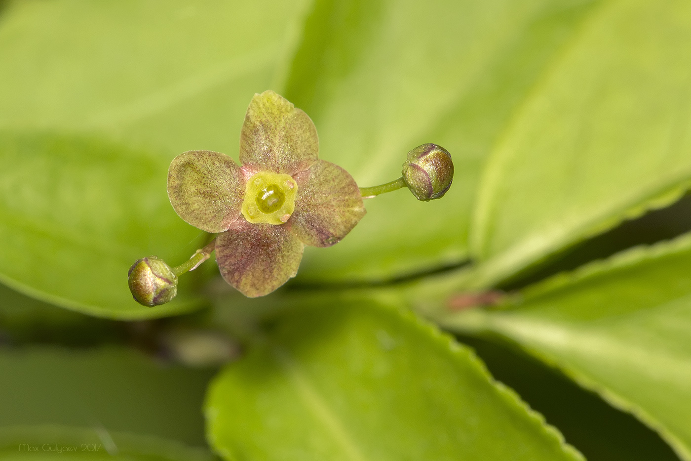 Изображение особи Euonymus verrucosus.