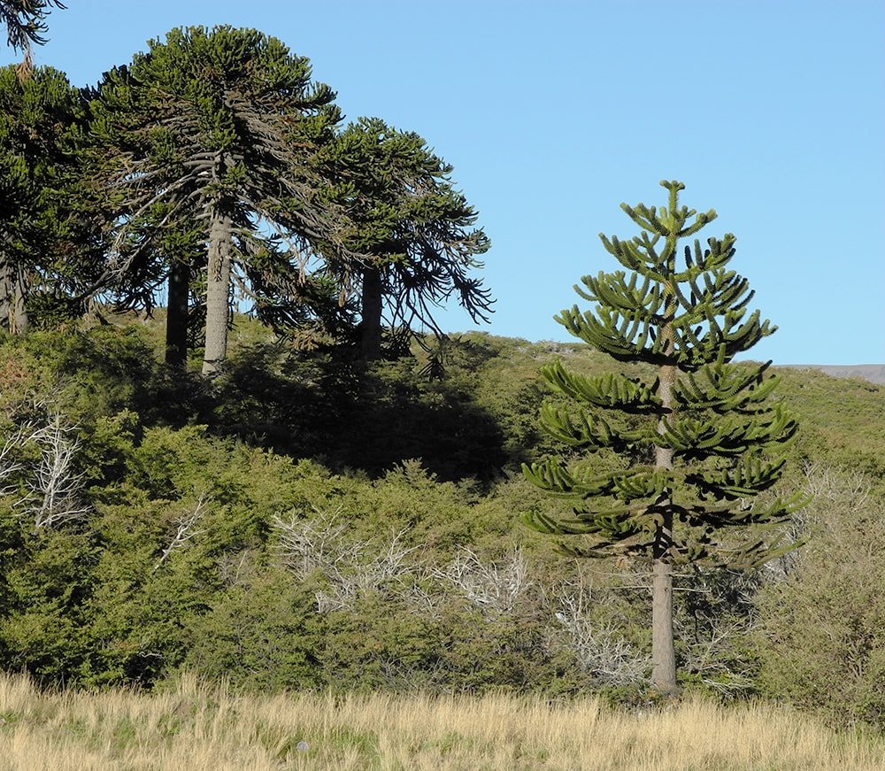 Image of Araucaria araucana specimen.
