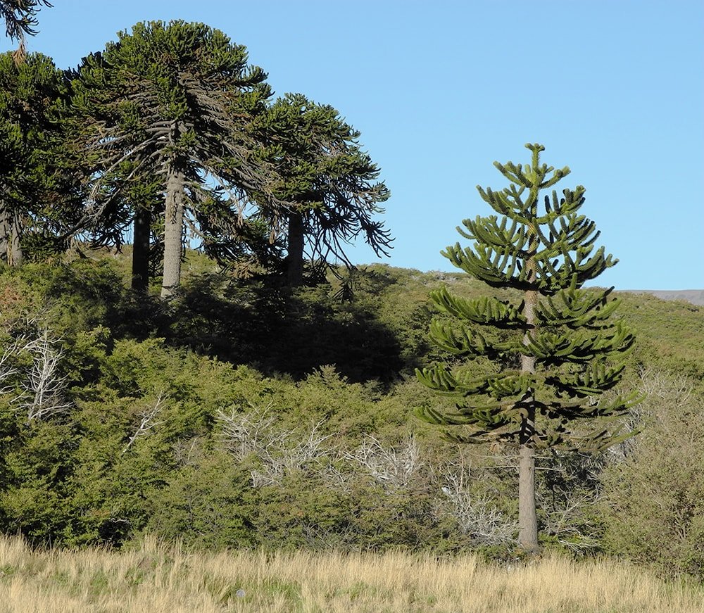 Изображение особи Araucaria araucana.