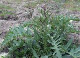 Crambe orientalis