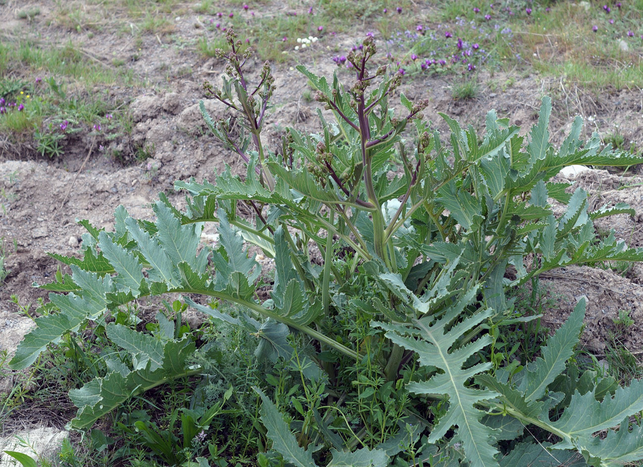 Изображение особи Crambe orientalis.