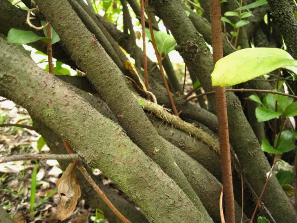 Image of Viburnum suspensum specimen.