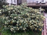 Изображение особи. Автор - Зоя Эль