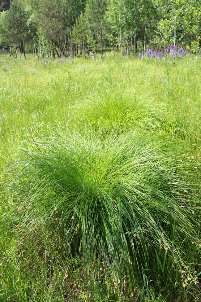 Изображение особи Carex cespitosa.