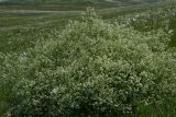 Crambe tataria