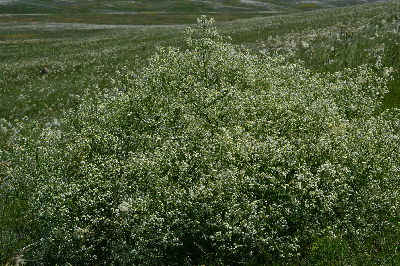 Изображение особи Crambe tataria.