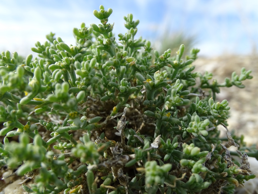 Image of Arthrophytum pulvinatum specimen.