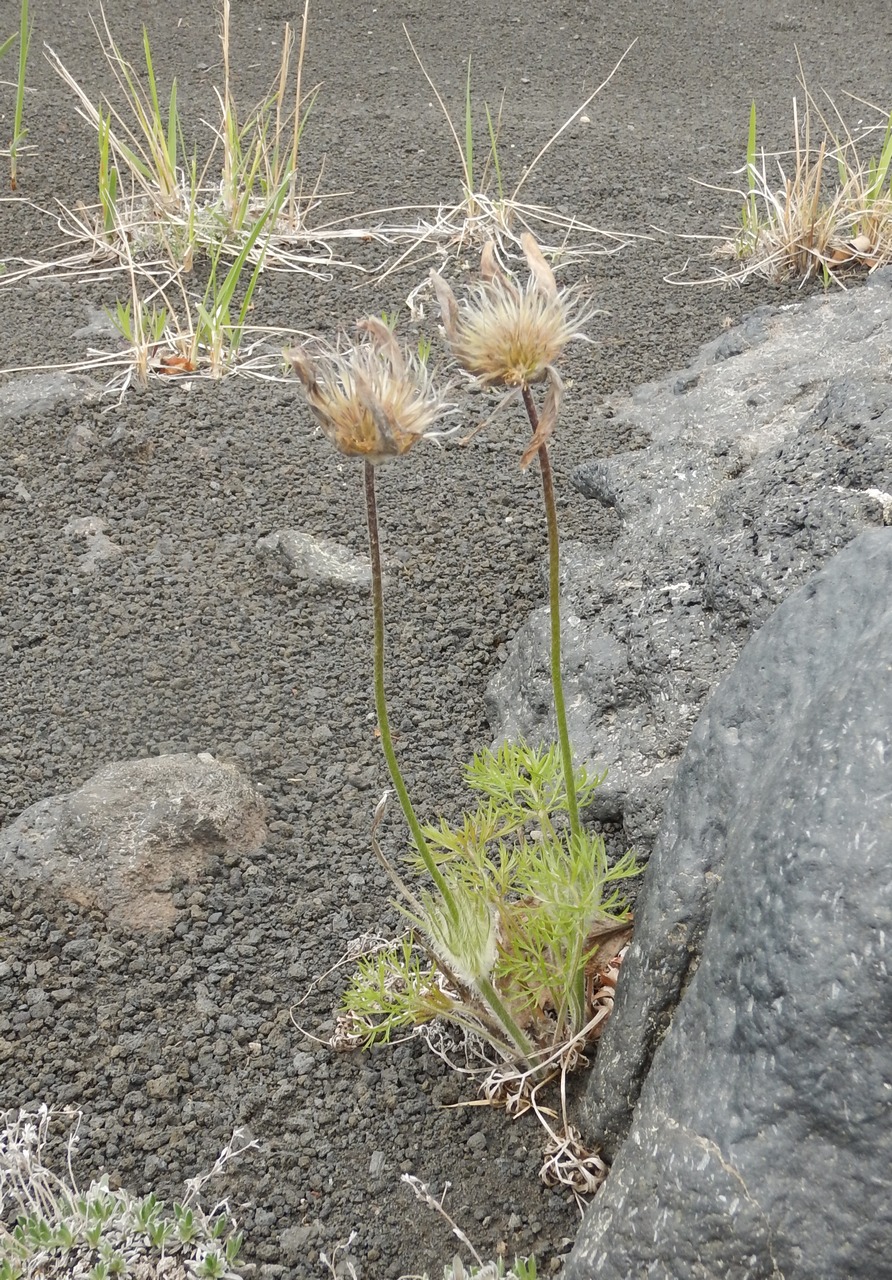 Изображение особи Pulsatilla multifida.