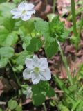 Veronica filiformis. Верхушка цветущего растения с аномальными цветками. Москва, ГБС РАН, дендрарий. 08.06.2017.