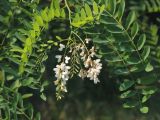 Robinia pseudoacacia