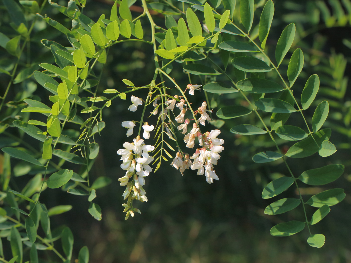 Изображение особи Robinia pseudoacacia.