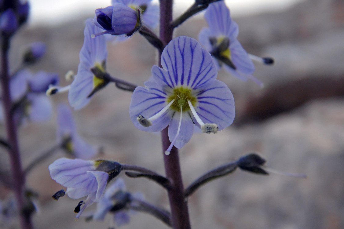 Image of Veronica gentianoides specimen.