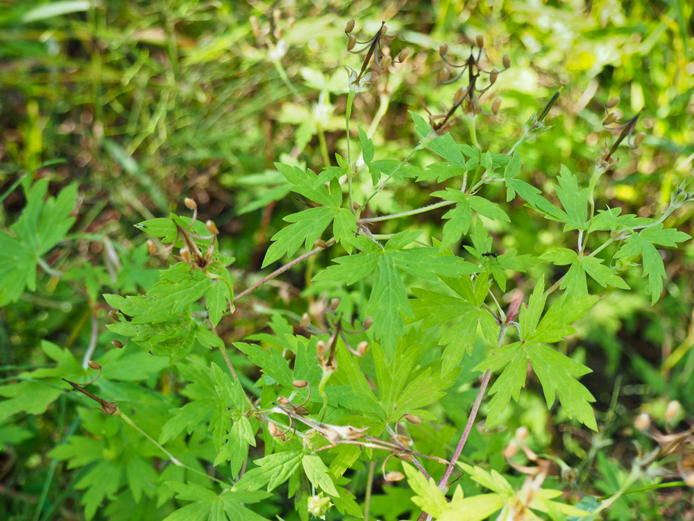 Image of Geranium sibiricum specimen.