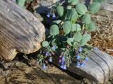 Mertensia maritima. Цветущее растение в полосе морских выбросов. Кольский п-ов, Восточный Мурман, губа Подпахтинская, супралитораль. 01.08.2017.