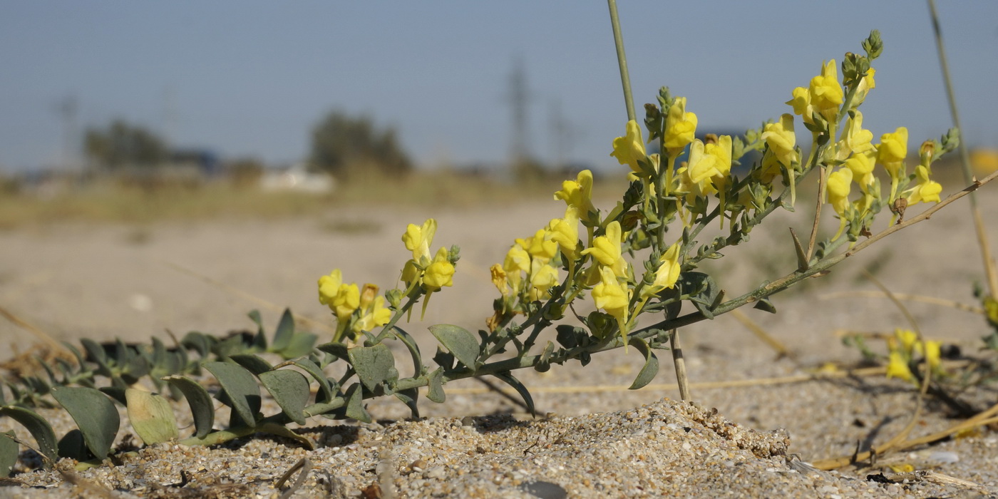 Image of Linaria sabulosa specimen.