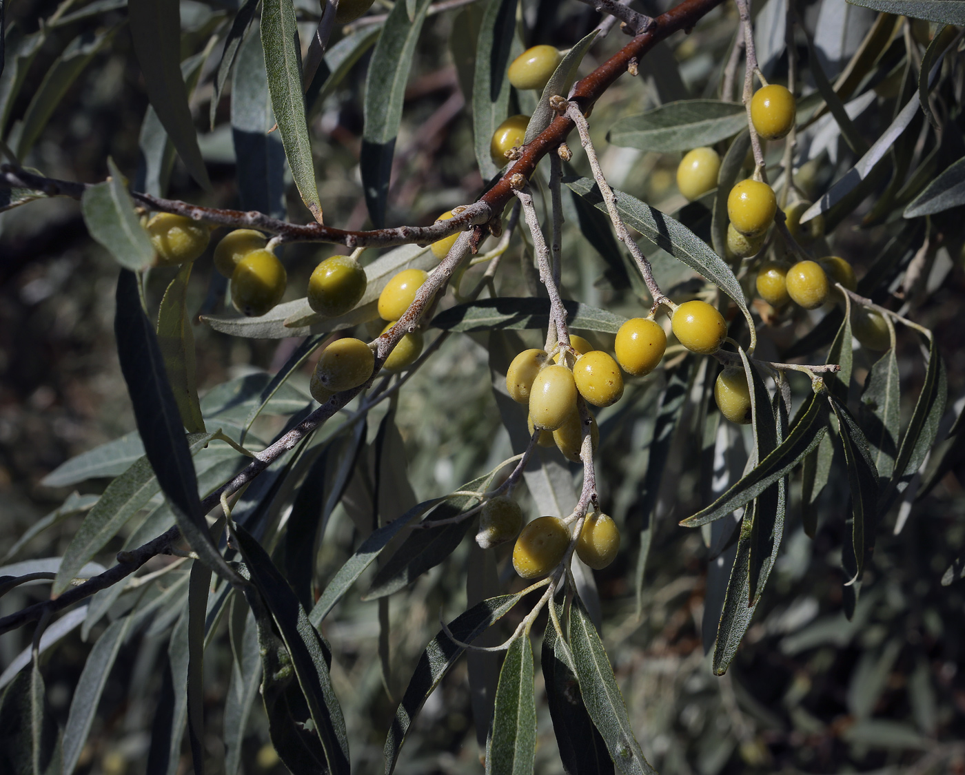 Image of Elaeagnus angustifolia specimen.