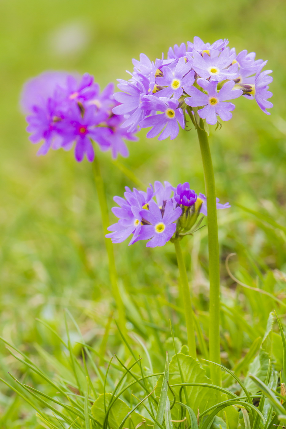 Изображение особи Primula algida.