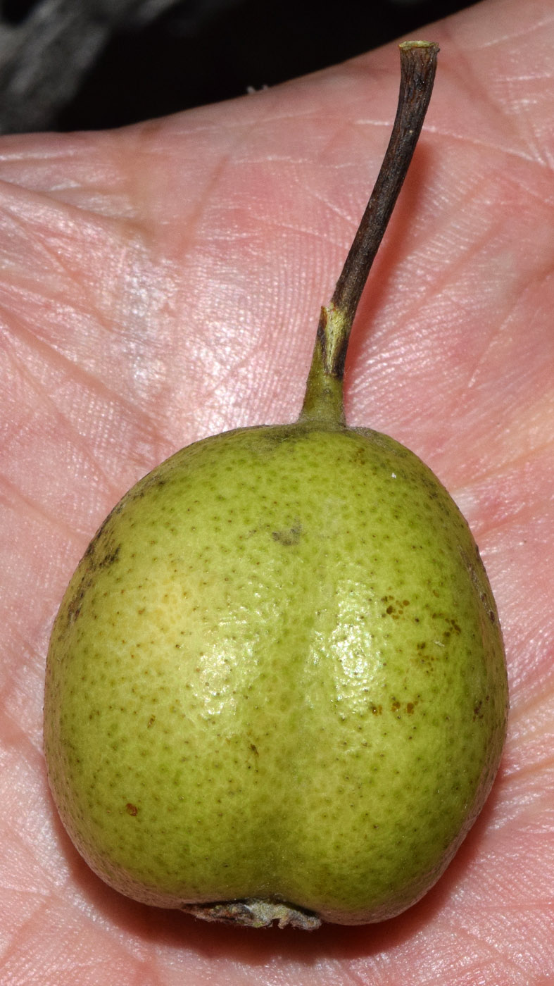 Image of Pyrus turcomanica specimen.