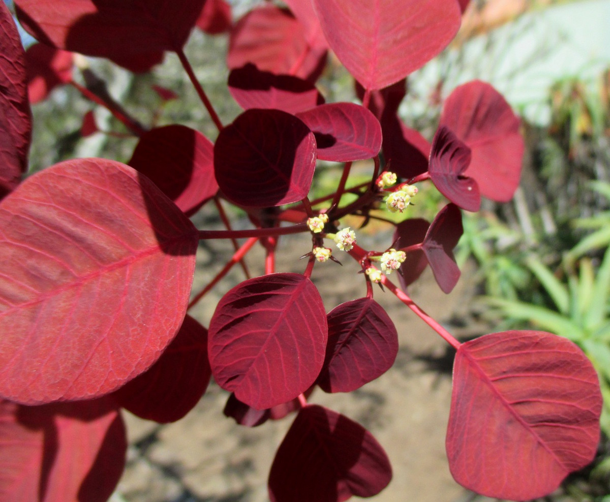 Image of Euphorbia cotinifolia specimen.