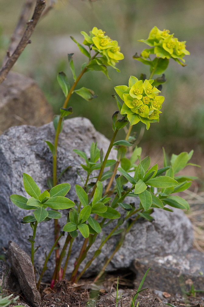 Image of Euphorbia altaica specimen.