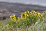 Astragalus umbellatus. Цветущее растение. Якутия, дельта р. Лена, Хараулахский хребет, горный склон. 09.07.2017.