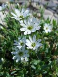 Stellaria fischeriana. Цветки. Магаданская обл., Ольский р-н, окр. пгт Ола, р. Ола, галечник на дамбе. 30.06.2017.